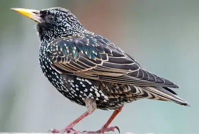 פאזל של Storno europeo