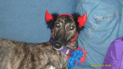 Dog
