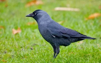 פאזל של Taccola