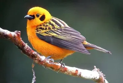 Tangara dorata