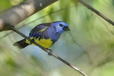 Tangara messicana
