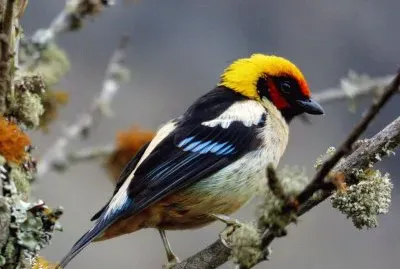 Tangara rubiconda