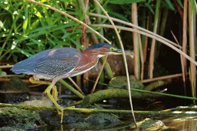 פאזל של Tarabuso americano