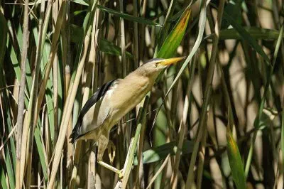פאזל של Tarabusino