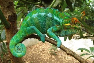 Camaleonte furcifer