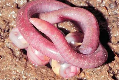 Chikilidae