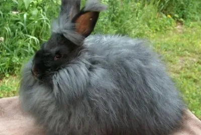 Coniglio d 'angora