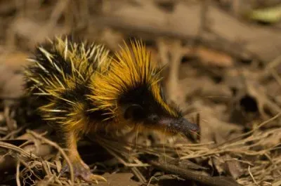 Tenrec striato