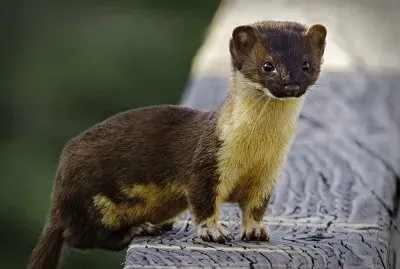Mustela  frenata