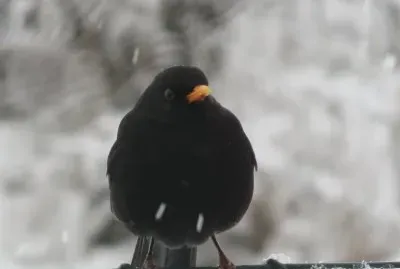Turdus merula