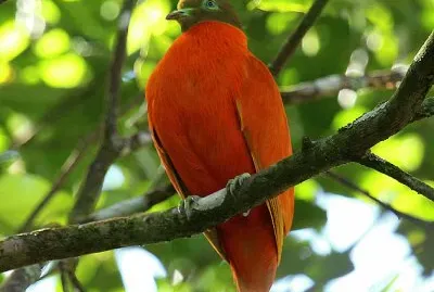 פאזל של Tortora arancione