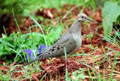 פאזל של Tortora lamentosa americana