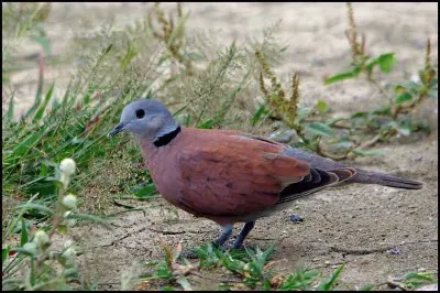 פאזל של Tortora dal collare rossa