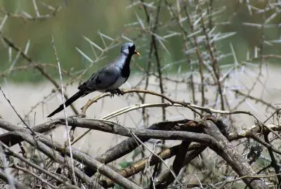 פאזל של Tortora maschera di ferro