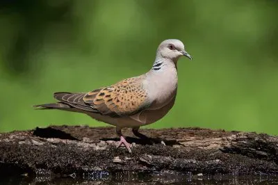 פאזל של Tortora selvatica