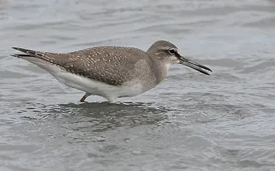 פאזל של Totano codagrigia