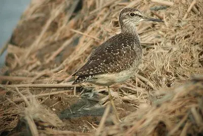 פאזל של Totano zampegialle