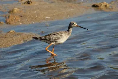 פאזל של Totano moro