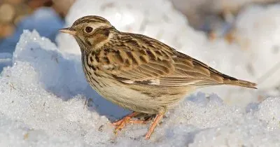 פאזל של Tottovilla