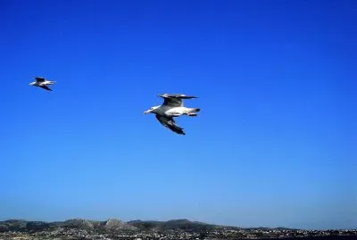 Gaviotas volando sobre el Mar Egeo. jigsaw puzzle