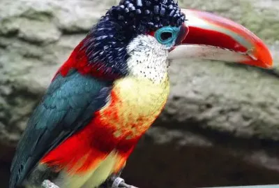 Tucano dal collare