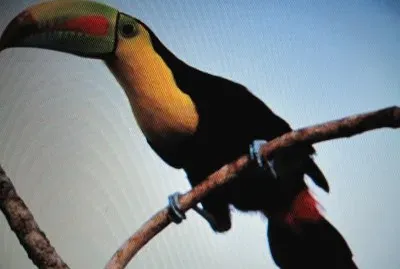 Tucano becco macchiato