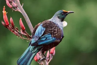 Tui Nuova Zelanda