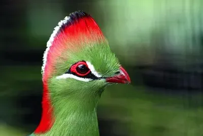 Turaco cresta rossa