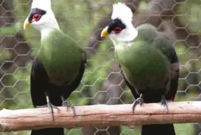 Turaco crestabianca