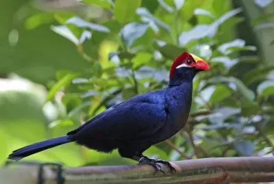 Turaco walpapers