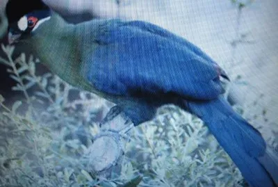 Turaco di Hartlaub