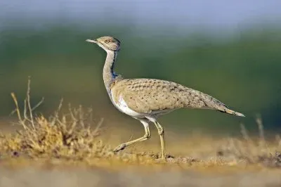 Ubara