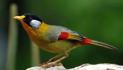 פאזל של Uccello dorato