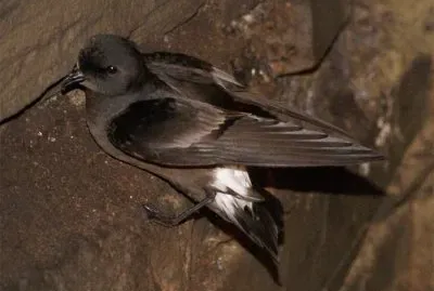 פאזל של Uccello delle tempeste di Swinhoe