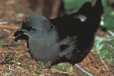 פאזל של Uccello delle tempeste codaforcuta