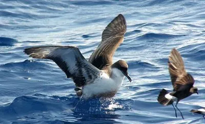 פאזל של Uccello delle tempeste di Wilson