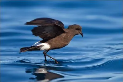 פאזל של Uccello delle tempeste