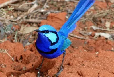 פאזל של Uccello del fairy wren