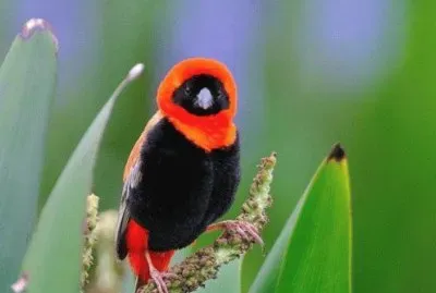 פאזל של Uccello piÃ¹ bello del mondo