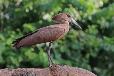 פאזל של Umbretta