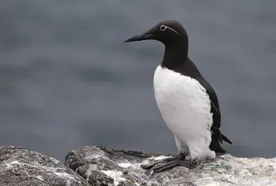 פאזל של Uria comune