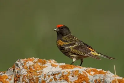 Verzellino fronte rossa