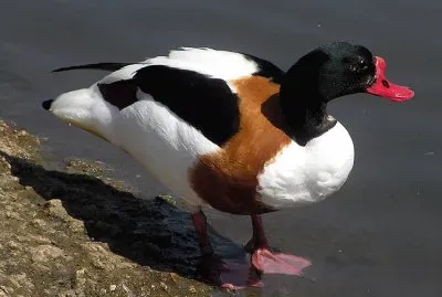 פאזל של Volpoca