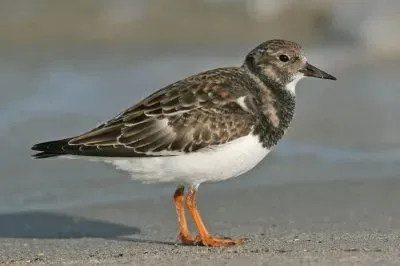 פאזל של Voltapietre