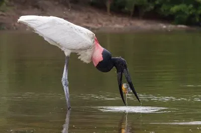 פאזל של Yabiru