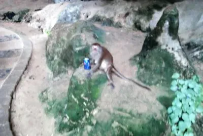 mono ladron jigsaw puzzle