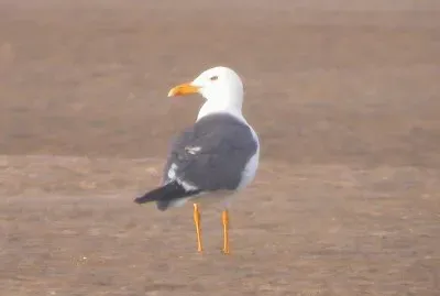 פאזל של Zafferano siberiano