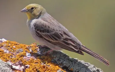 פאזל של Zigolo cenerino