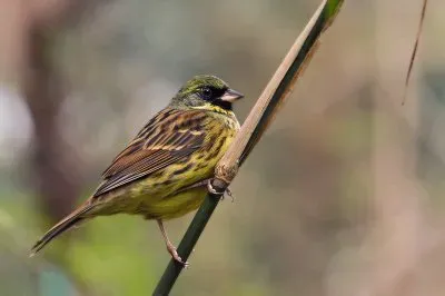 פאזל של Zigolo mascherato