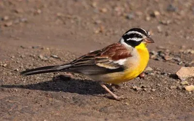 Zigolo pettodorato